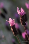 Schopf-Lavendel (Lavandula stoechas)